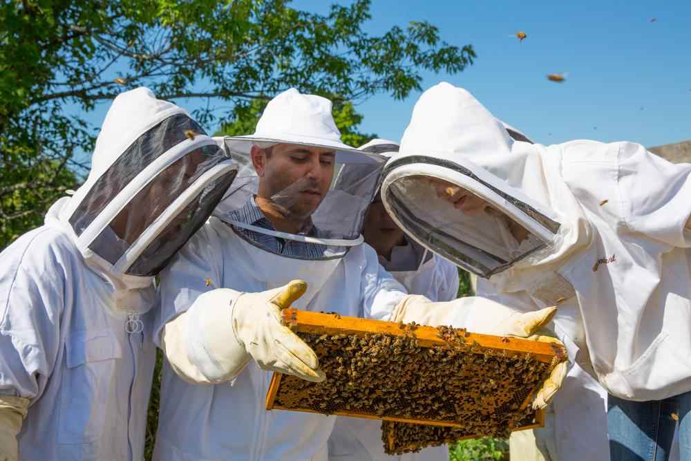 CIS Professor Receives Grant to Study Honeybee Population